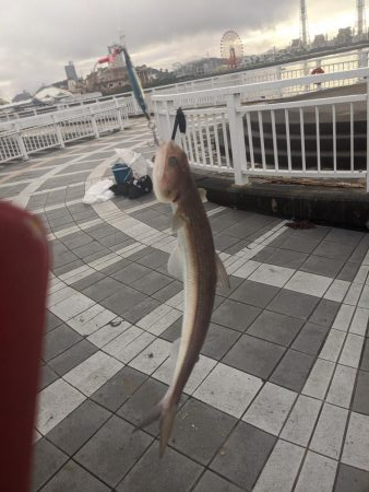 エソいじめ…(笑)