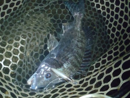 ナイトルアーゲーム　長崎大村市周辺