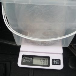 やっと・こましなタコ