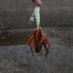 大阪湾でタコ釣り好調!650gクラス含む7杯!