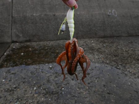 大阪湾でタコ釣り好調!650gクラス含む7杯!