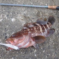 ミッドワインドでアコウキャッチ♪