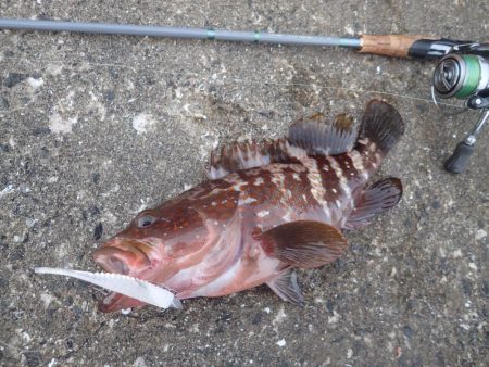 ミッドワインドでアコウキャッチ♪