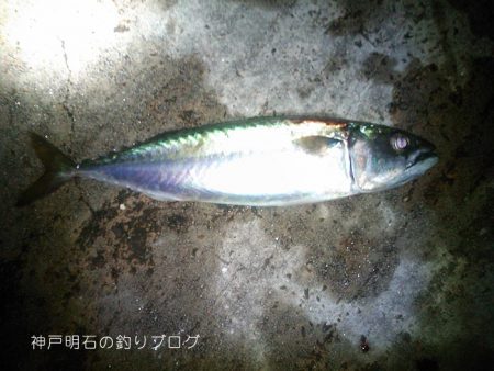 大サバの夜釣り
