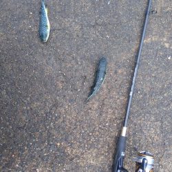 ライトゲームとエビ