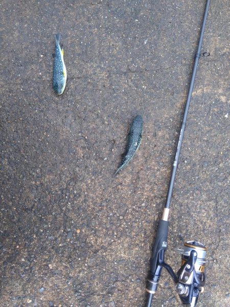 ライトゲームとエビ