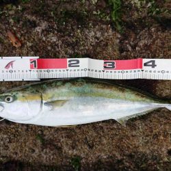 氷河期のハズが・・・?