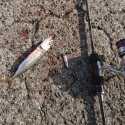 タチウオ後、青物のはずが