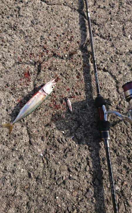 タチウオ後、青物のはずが