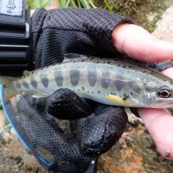 増水後を狙って