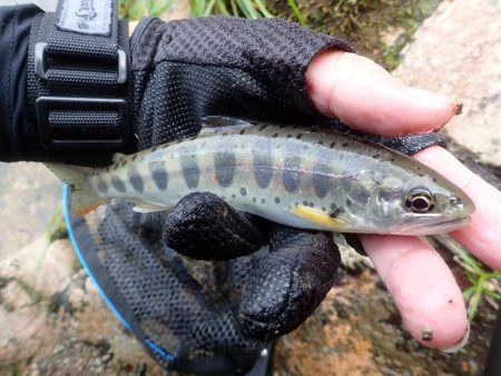 増水後を狙って