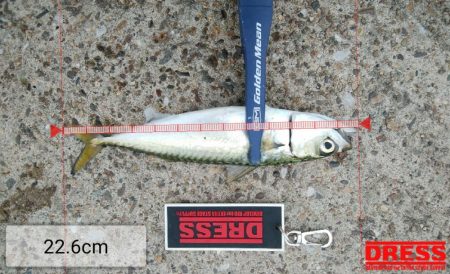 連休2日目も3目達成