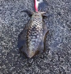 夏イカエギングでアオリイカとショアジギングでツバス・シオ大漁