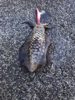 夏イカエギングでアオリイカとショアジギングでツバス・シオ大漁