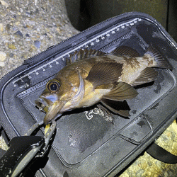 二見梅雨メバリング(2020-11）