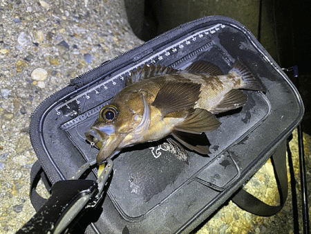 二見梅雨メバリング(2020-11）