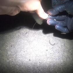 二日連続うなぎ釣り合計6本を釣り上げたｗ