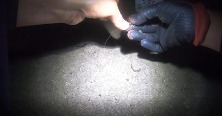 二日連続うなぎ釣り合計6本を釣り上げたｗ