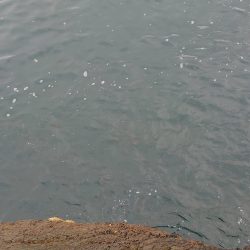 狙いの魚は連れましたがサイズが