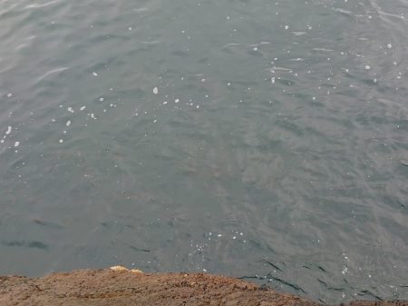 狙いの魚は連れましたがサイズが