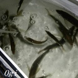 サビキで良型アジ2桁！