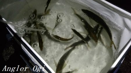 サビキで良型アジ2桁！