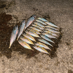 瀬戸内の島アジング（2020-11)