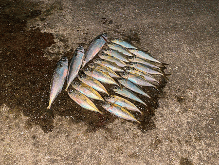 瀬戸内の島アジング（2020-11)