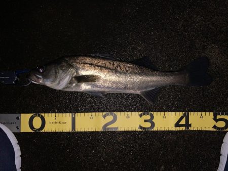 久しぶりのシーバス