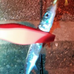 浜名湖 アジング