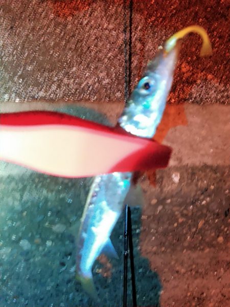 浜名湖 アジング