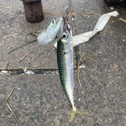 雨上がりにちょこっと♪