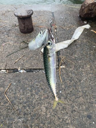 雨上がりにちょこっと♪