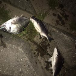 淀川のチニング