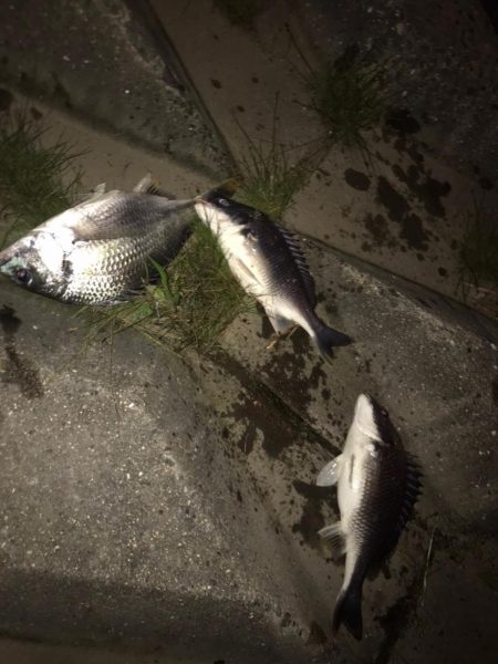 淀川のチニング