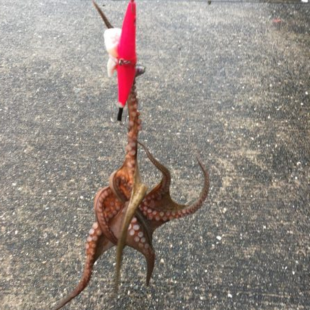 短時間勝負!タコ釣り