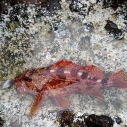 ロックフィッシュ