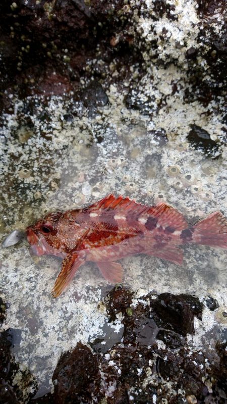 ロックフィッシュ