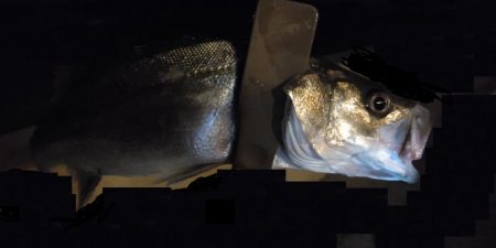 何か釣れるだろう～～？