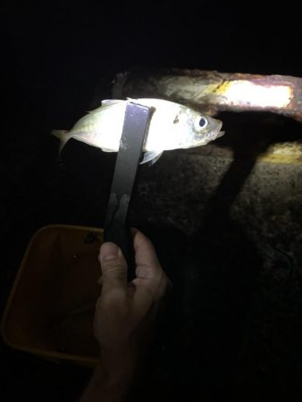 雨降り前の釣行