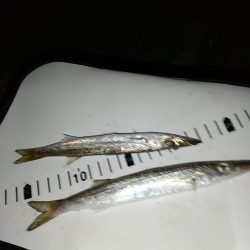 アジじゃなくてカマス!