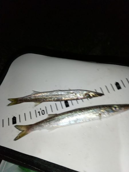 アジじゃなくてカマス!