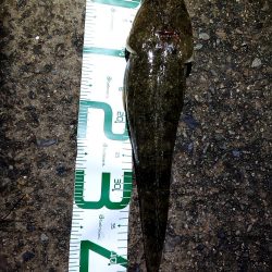 シーバス狙いで