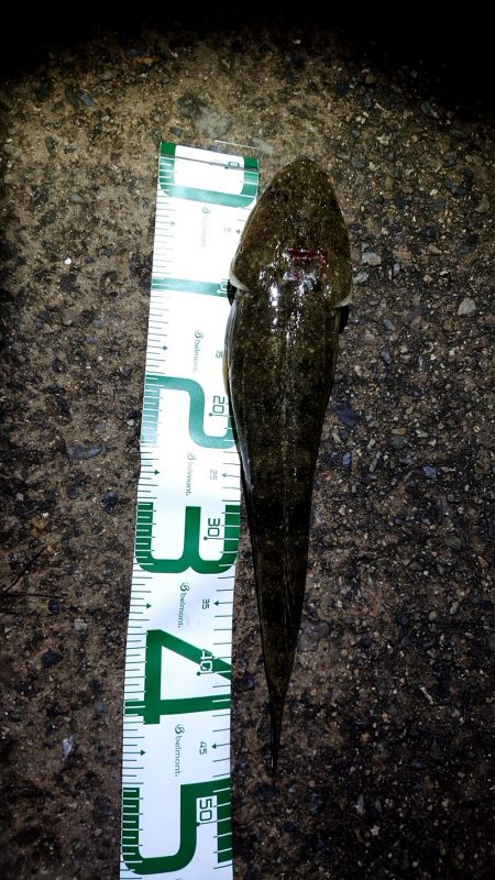 シーバス狙いで