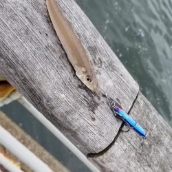 コスモでサクサクサバをジグサビキで