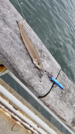 コスモでサクサクサバをジグサビキで