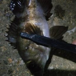 狙いはアジです!