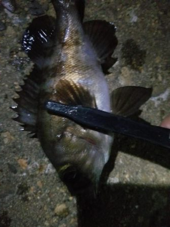 狙いはアジです!