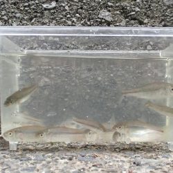 近所の水路で入れ食いを楽しむ(5)