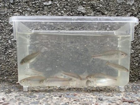 近所の水路で入れ食いを楽しむ(5)